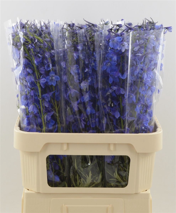 <h4>Delphinium Enkel Deldonna Blue</h4>