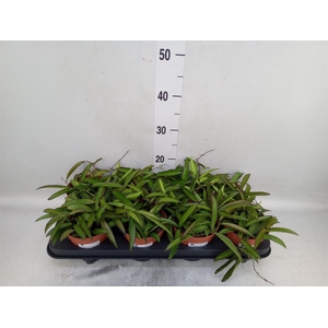 Hoya wayetii