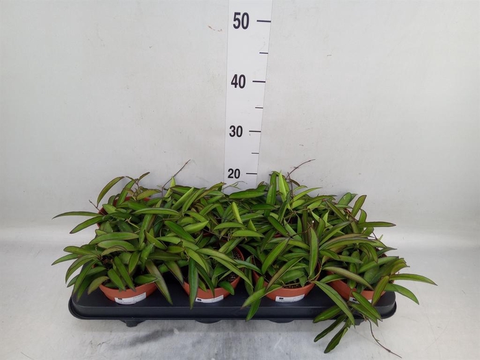 <h4>Hoya wayetii</h4>
