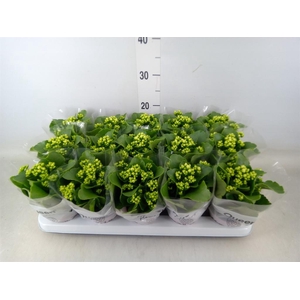 Kalanchoe blos. 'RosFlow Sia'