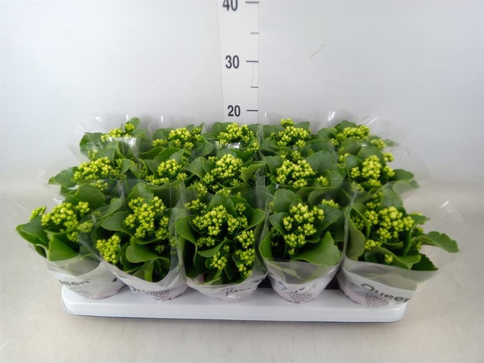 <h4>Kalanchoe blos. 'RosFlow Sia'</h4>
