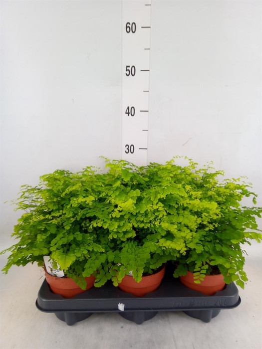 <h4>Adiantum raddi. 'Fritz-Luthi'</h4>