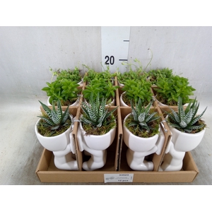 Arr.   Kamerplant Groen L%