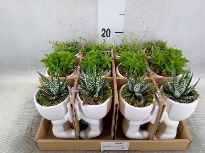 <h4>Arr.   Kamerplant Groen L%</h4>