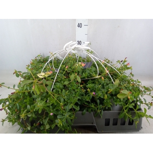 Portulaca   ...mix in pot