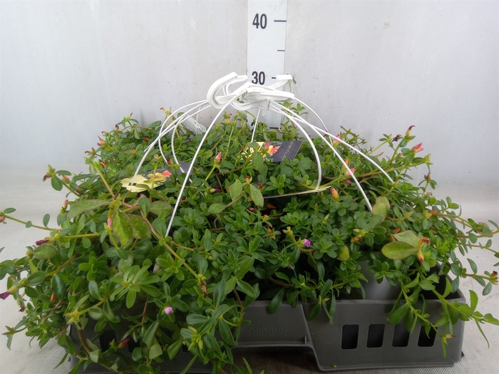 <h4>Portulaca   ...mix in pot</h4>