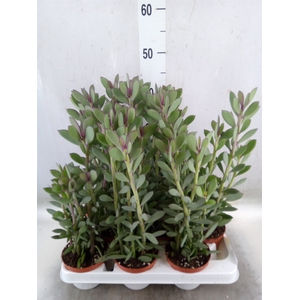 Senecio crassissimus