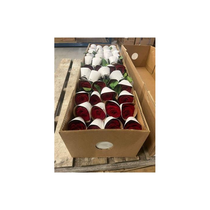 <h4>30cm Stems Bulk Red02</h4>