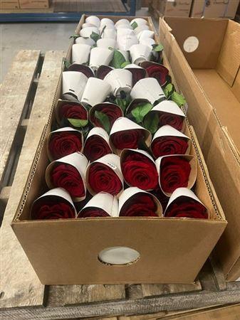 30cm Stems Bulk Red02