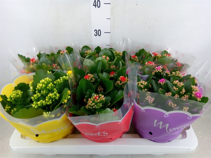 <h4>Kalanchoe blos.   ..rosebud mix  4</h4>