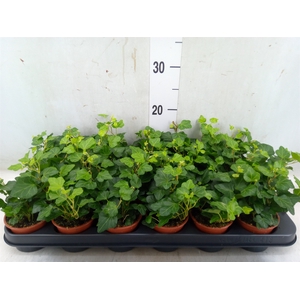 Hedera helix 'Wonder'