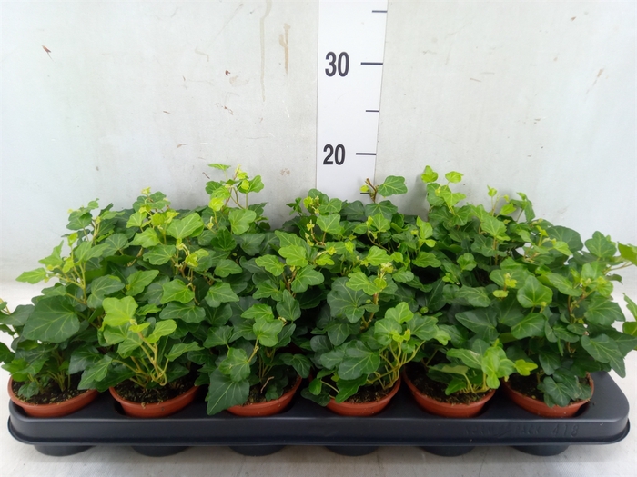 <h4>Hedera helix 'Wonder'</h4>