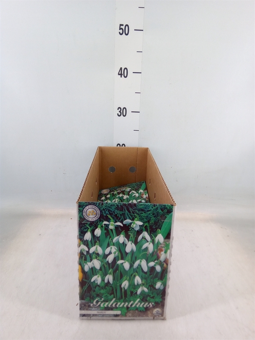 <h4>Flowerbulbs, corns or tubers   ...</h4>