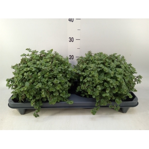Callisia repens