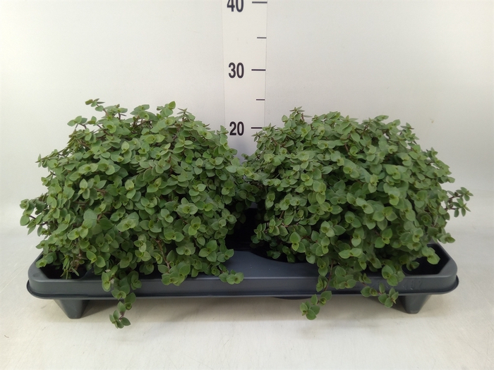 <h4>Callisia repens</h4>