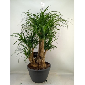 Beaucarnea recurvata