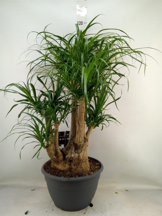 <h4>Beaucarnea recurvata</h4>