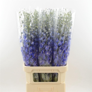 Delphinium Blue Star
