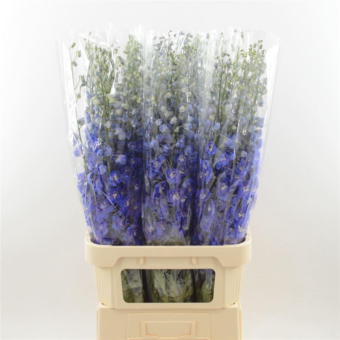 <h4>Delphinium Blue Star</h4>