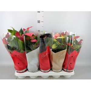 Anthurium   ...mix 4
