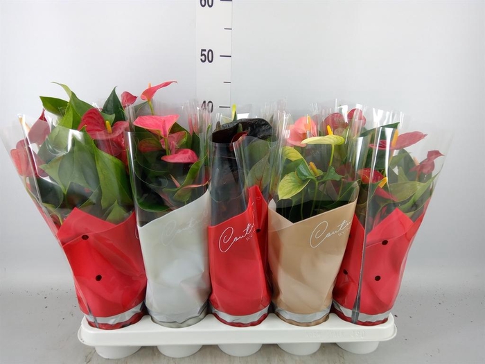 <h4>Anthurium   ...mix 4</h4>