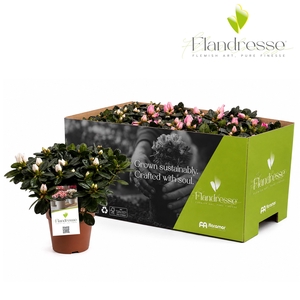 Azalea Flandresse® 'Sweet Pastello' 22 - 25 cm
