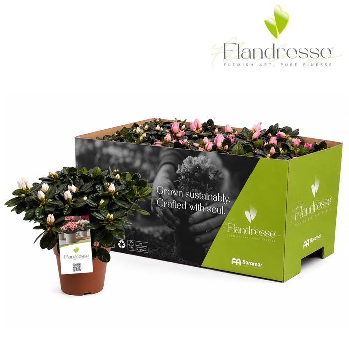 <h4>Azalea Flandresse® 'Sweet Pastello' 22 - 25 cm</h4>