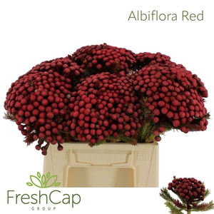 Albiflora Red