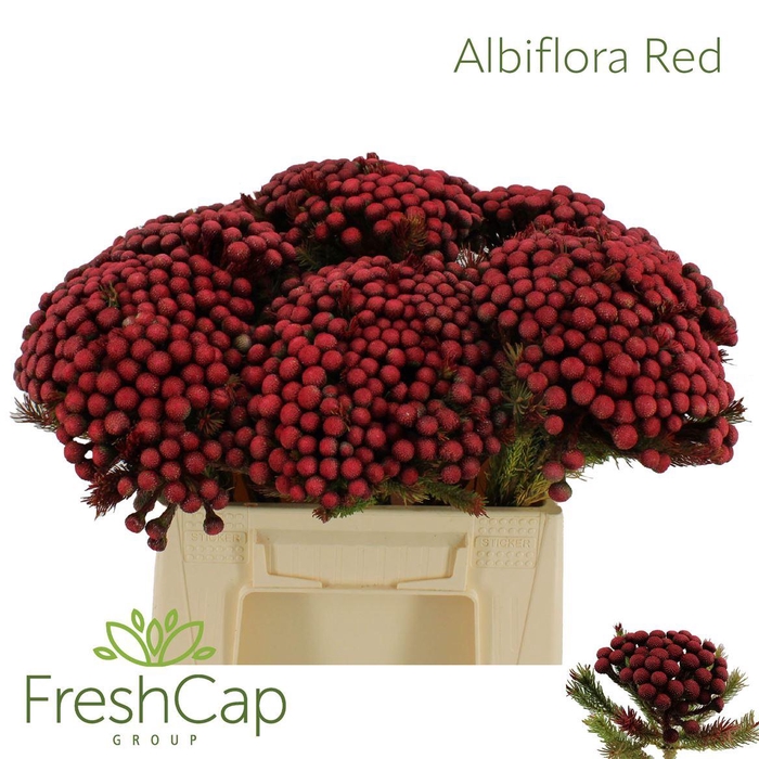 <h4>Albiflora Red</h4>