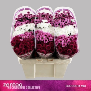 Chr San Mix Blossom Zentoo