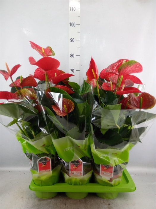 <h4>Anthurium andr. 'Koro'</h4>