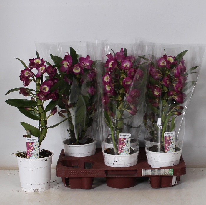 <h4>DEND NOBILE</h4>