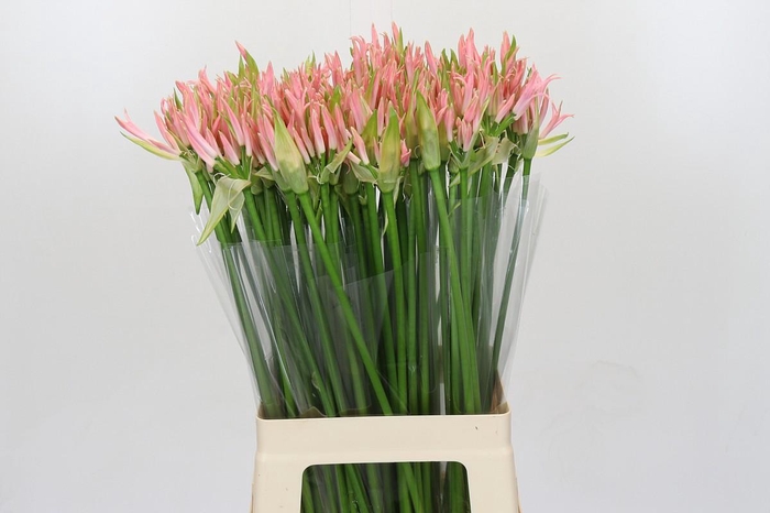 <h4>Nerine Vesta K</h4>