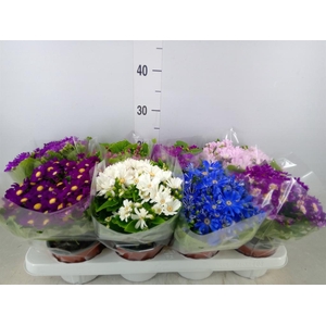 Pericallis cr. 'Venezia'   ...mix