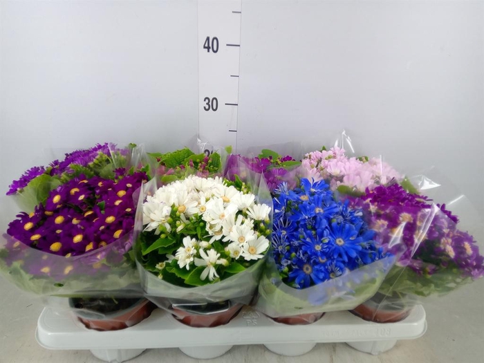 <h4>Pericallis cr. 'Venezia'   ...mix</h4>