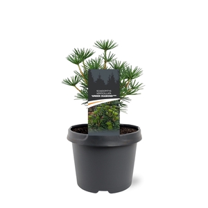 Sciadopitys verticillata 'Green Diamond' (pbr)