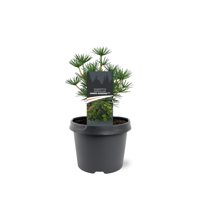 <h4>Sciadopitys verticillata 'Green Diamond' (pbr)</h4>