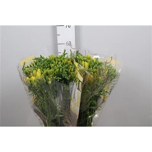 Freesia EN 'Yelena'