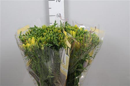 <h4>Freesia EN 'Yelena'</h4>