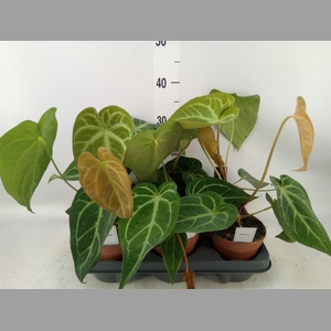 Anthurium   ...