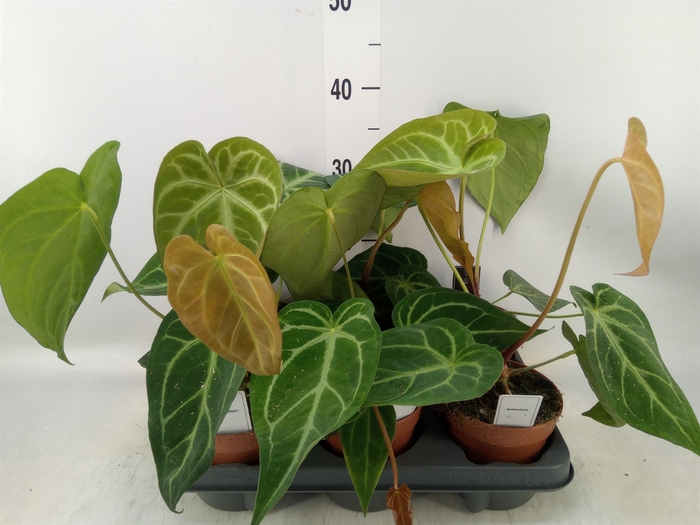 <h4>Anthurium   ...</h4>