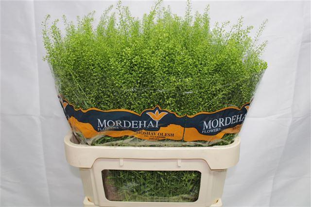 LEP RU GREEN