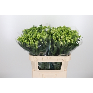 Alstroemeria White Pearls 90 Gram