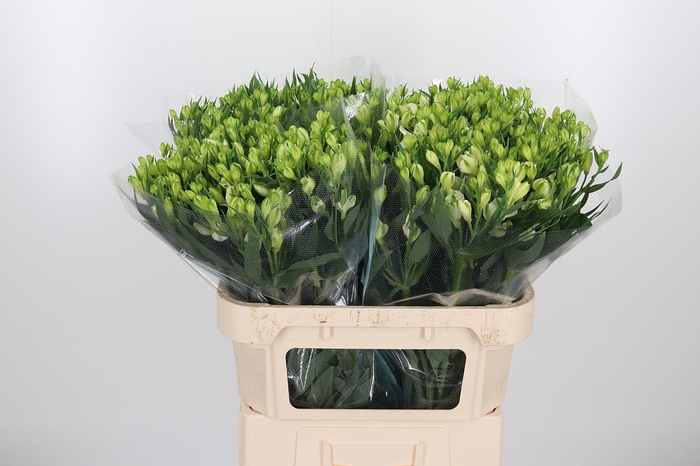 Alstroemeria White Pearls 90 Gram
