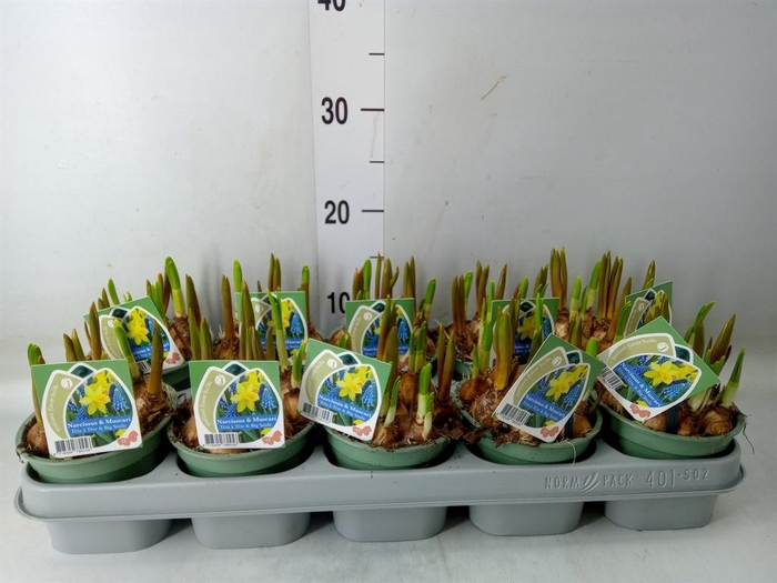 <h4>Flowerbulbs, corns or tubers   ...</h4>