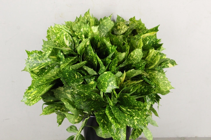 <h4>AUCUBA JAPONICA 400GR</h4>