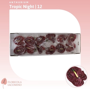 Anthurium Tropic Night