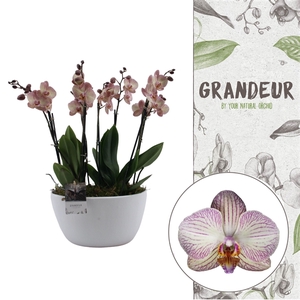 Grandeur | Varese 2 plants in 1 pot | Phalaenopsis