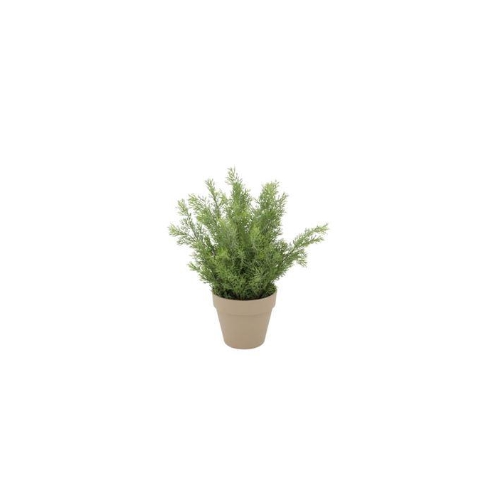 <h4>Silk Cypress Green In Pot Terra M 23x23x31cm Nm</h4>