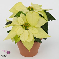 Poinsettia Premium Polar goud glitter